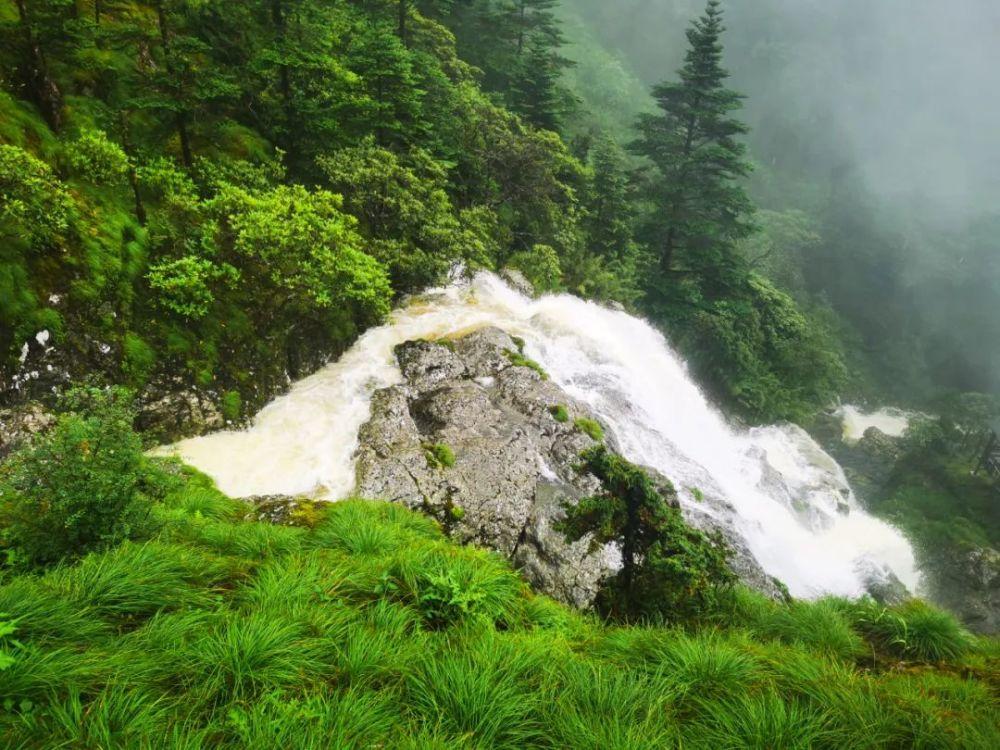 逃离橡子树种植地